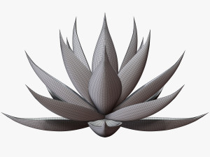 agave aloe Modello 3D