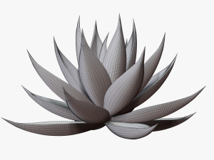 agave aloe Modello 3D