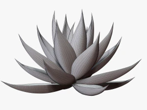 リュウゼツラン アロエ 3Dモデル