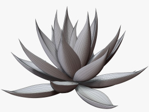 agave aloe Modello 3D
