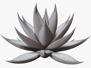 agave aloe Modello 3D