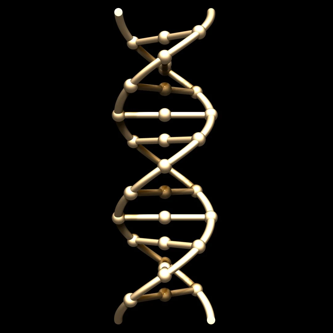dna chain 3D Model .c4d .max .obj .3ds .fbx .stl .blend