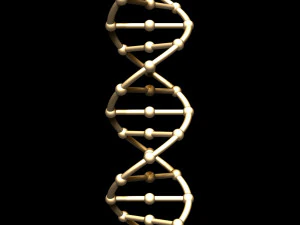 dna chain 3D Model