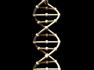dna chain 3D Model