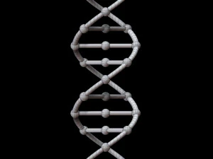 dna chain 3D Model