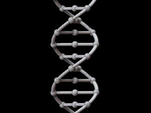 dna chain 3D Model
