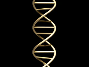 dna chain 3D Model