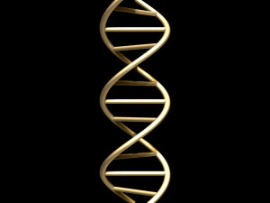 dna chain 3D Model