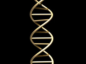 dna chain 3D Model