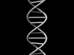 dna chain 3D Model