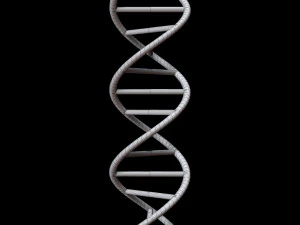 dna chain 3D Model