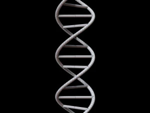 dna chain 3D Model