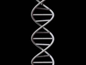 dna chain 3D Model