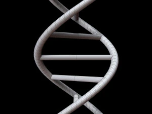 dna chain 3D Model