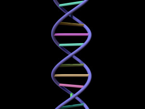 dna chain Model 3D