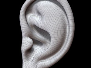 Ear 3D Model