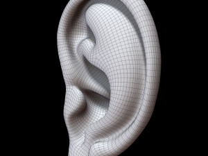 Ear 3D Model