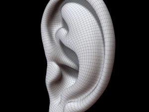 Ear 3D Model