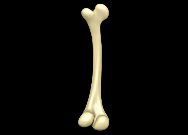 Bone Skeleton 3D-Modell .c4d .max .obj .3ds .fbx .stl .blend 