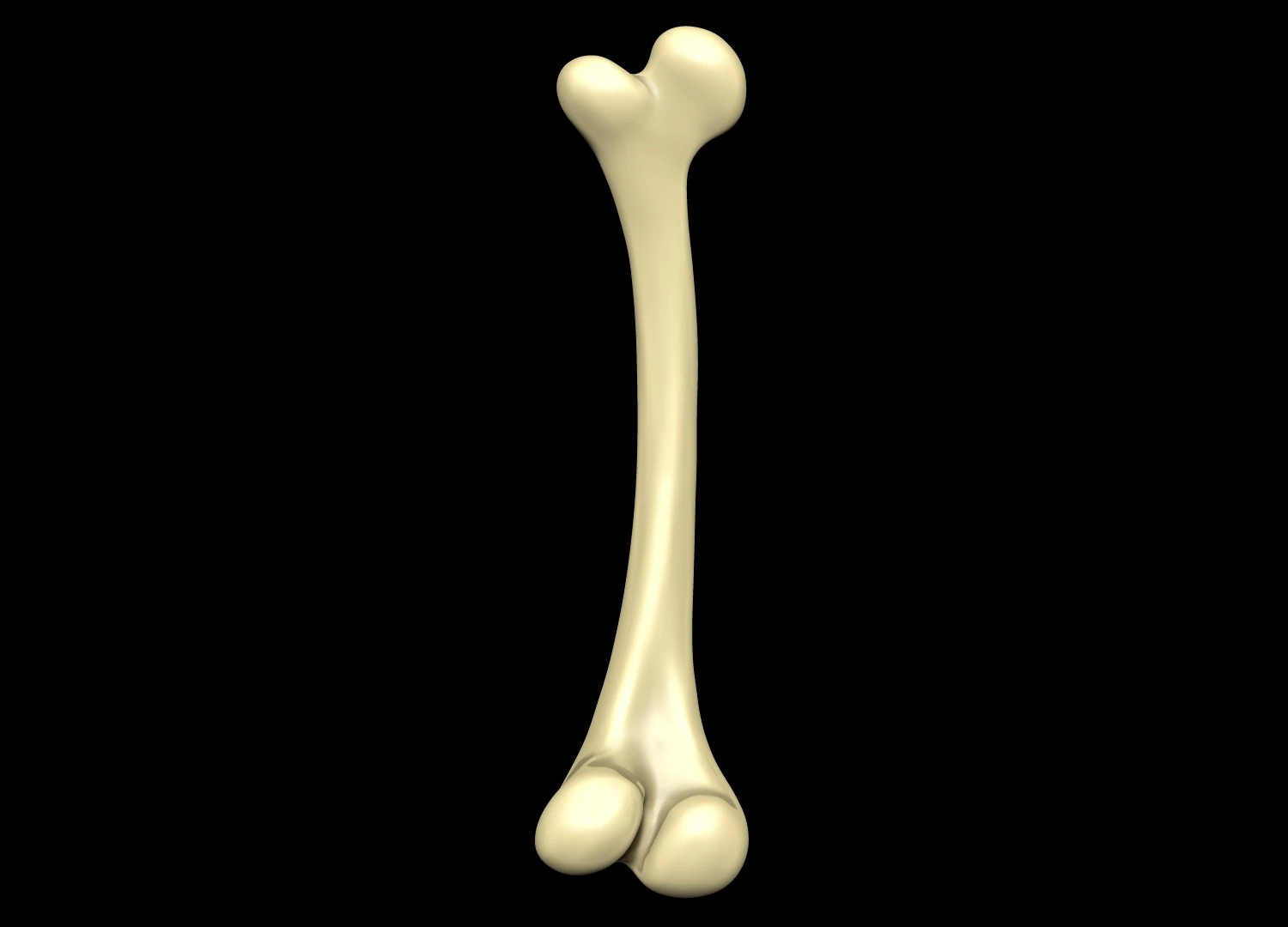 Bone Skeleton 3D Model .c4d .max .obj .3ds .fbx .stl .blend