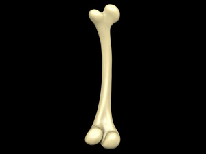 Bone Skeleton 3D Модель