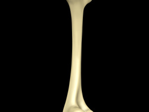 Bone Skeleton 3D-Modell