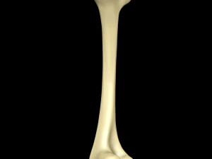Bone Skeleton 3D Model