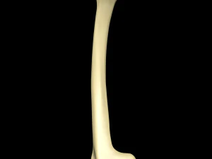 Bone Skeleton 3D Model