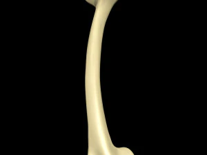 Bone Skeleton 3D Model