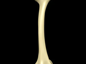 Bone Skeleton 3D Model