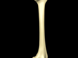 Bone Skeleton 3D Model