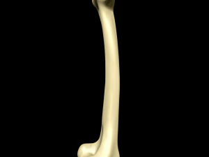 Bone Skeleton 3D Model