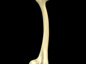 Bone Skeleton 3D Model