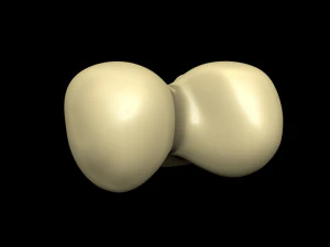 Bone Skeleton 3D Model