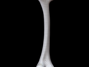 Bone Skeleton 3D-Modell