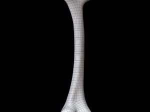 Bone Skeleton 3D Model