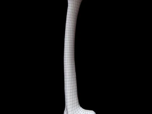 Bone Skeleton 3D Model