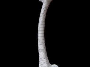 Bone Skeleton 3D-Modell
