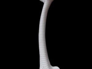 Bone Skeleton 3D Model