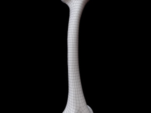 Bone Skeleton 3D-Modell