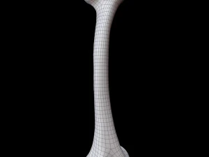 Bone Skeleton 3D Model