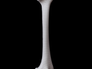 Bone Skeleton 3D-Modell
