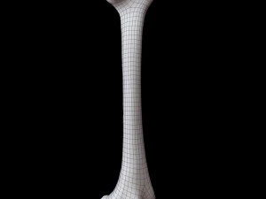 Bone Skeleton 3D Model