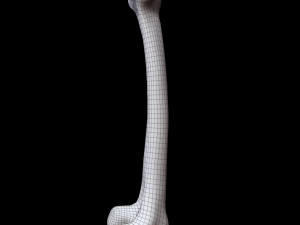 Bone Skeleton 3D-Modell