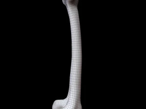 Bone Skeleton 3D Model