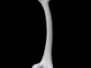 Bone Skeleton 3D-Modell