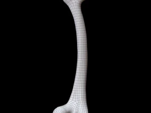 Bone Skeleton 3D Model