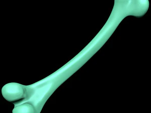 Bone Skeleton 3D Model