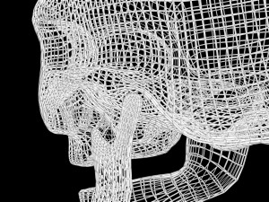 Skull Wire 3D 모델