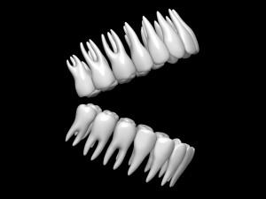 Teeth 3D 모델
